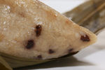 粽子