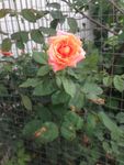 月季花
