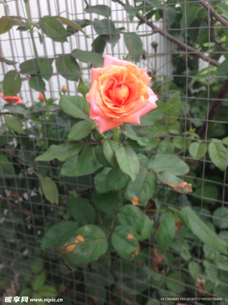 月季花