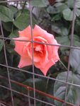 月季花