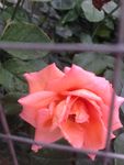 月季花