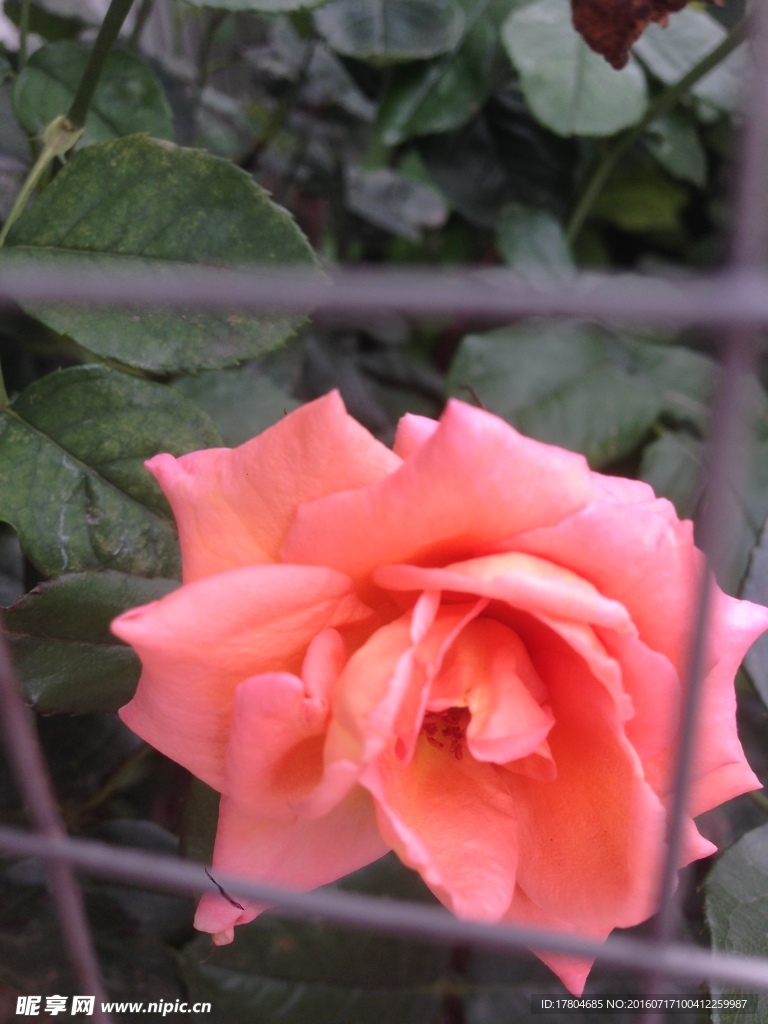 月季花