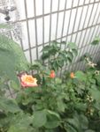 月季花
