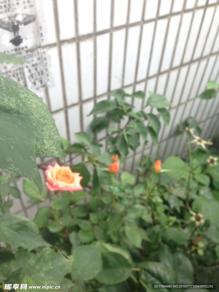 月季花