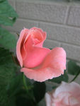 月季花