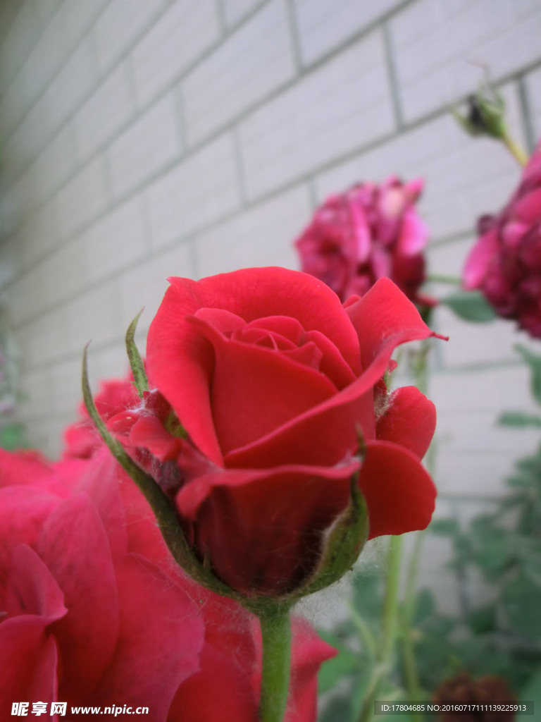 月季花