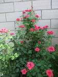 月季花