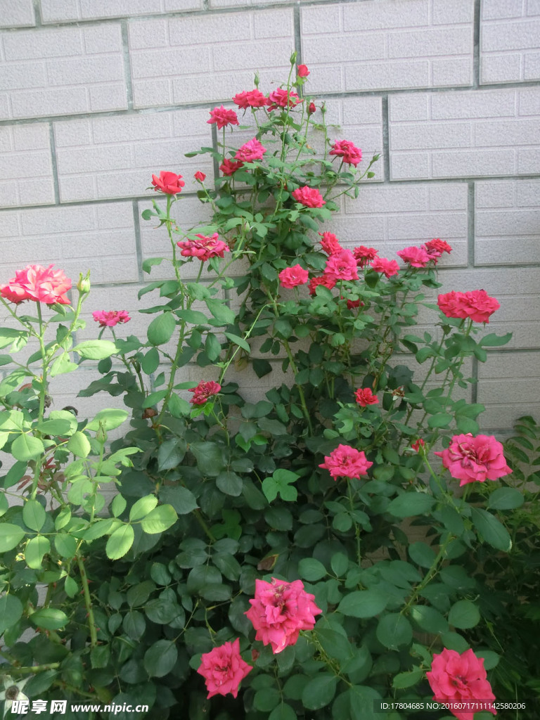 月季花