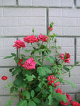 月季花