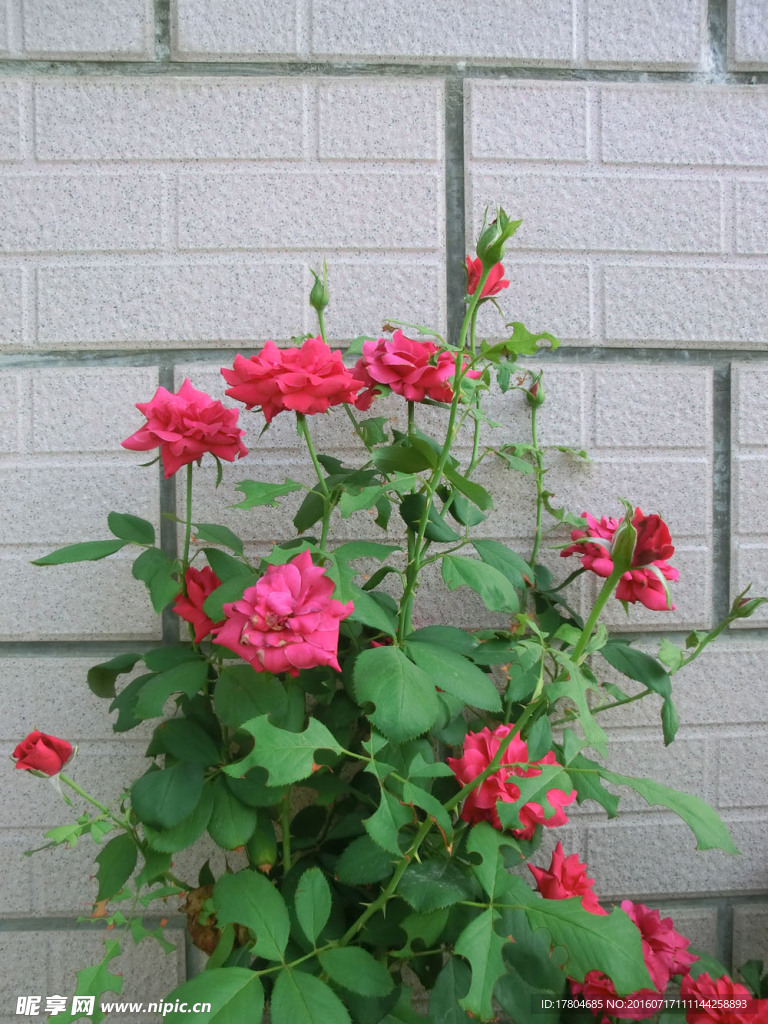 月季花