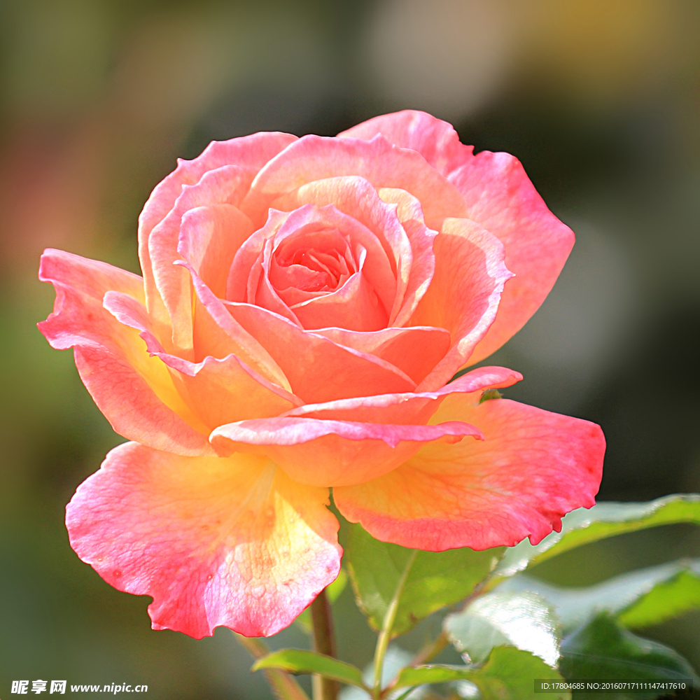 月季花