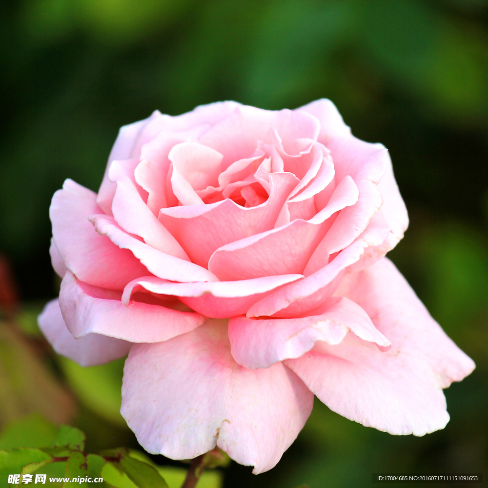 月季花