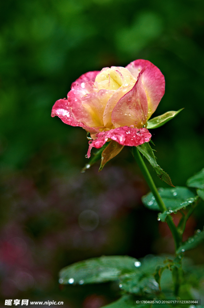 月季花