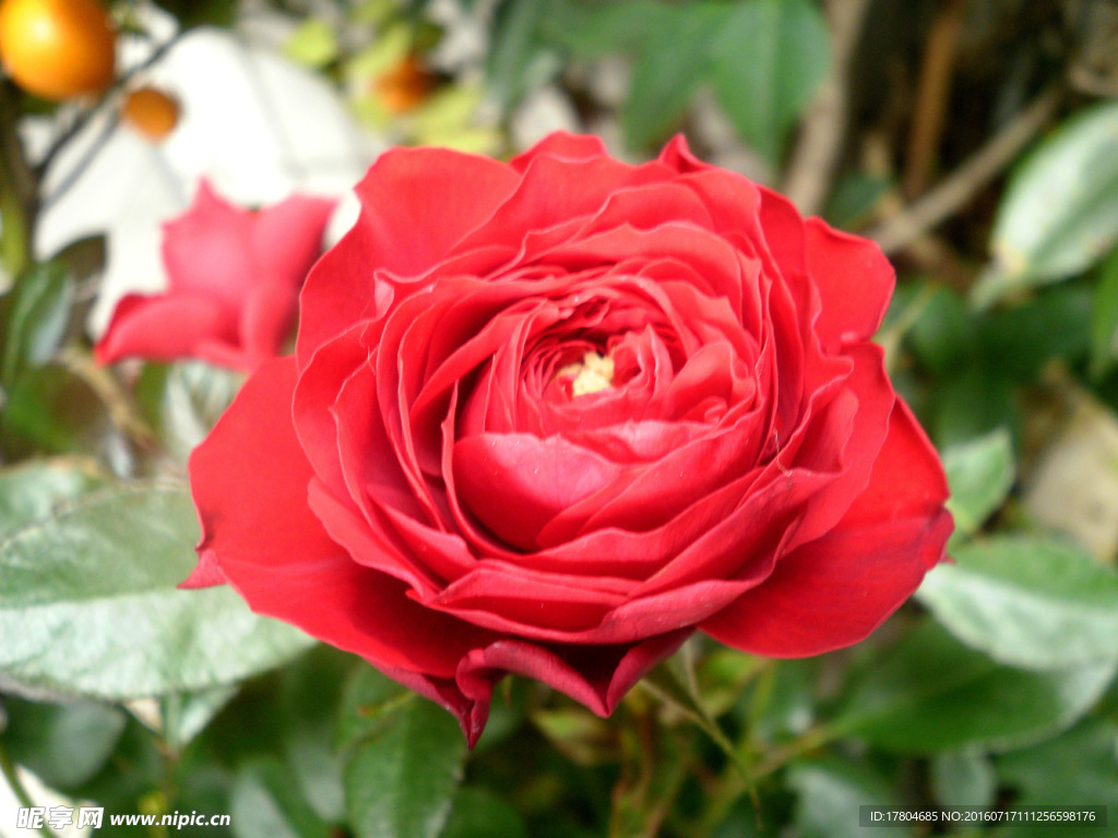 月季花