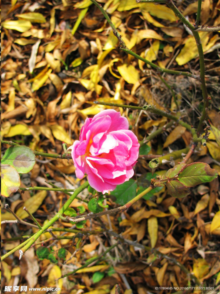 月季花