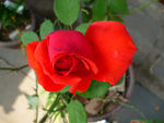 月季花
