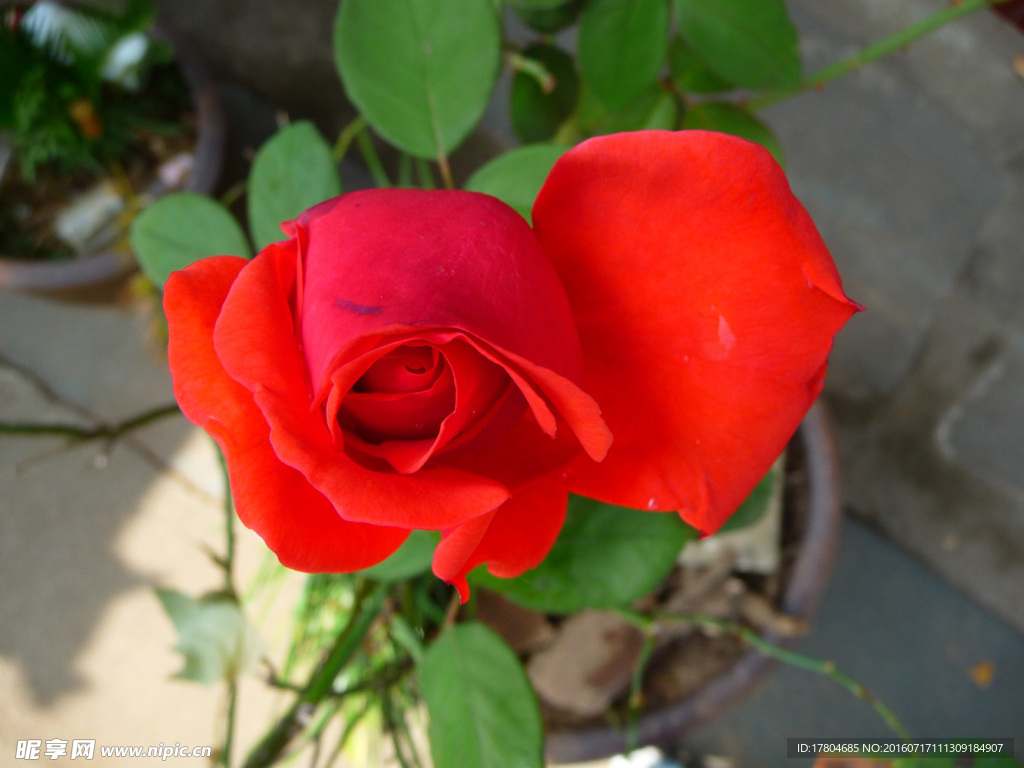 月季花