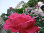 月季花