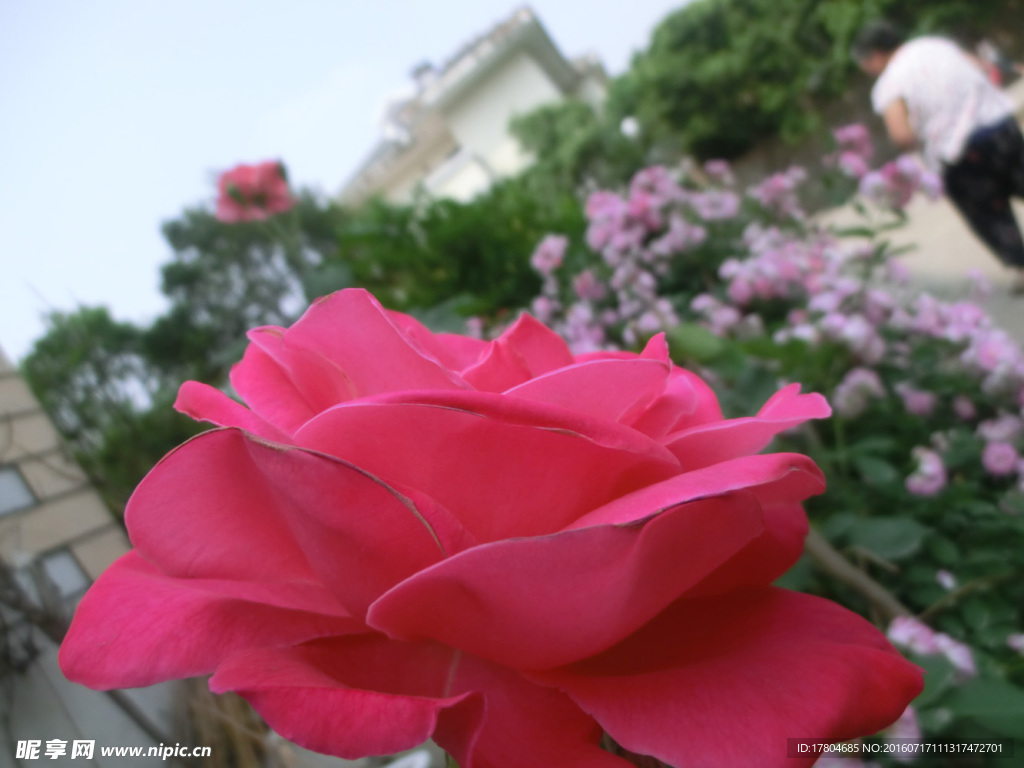 月季花