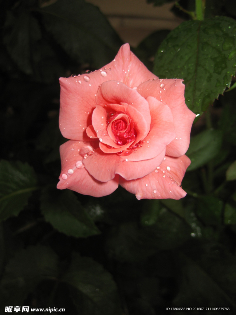 月季花