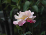 月季花