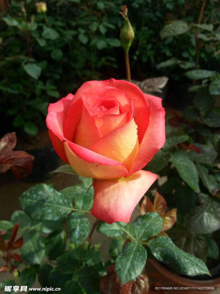 月季花