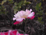 月季花