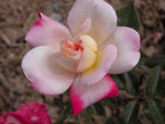 月季花