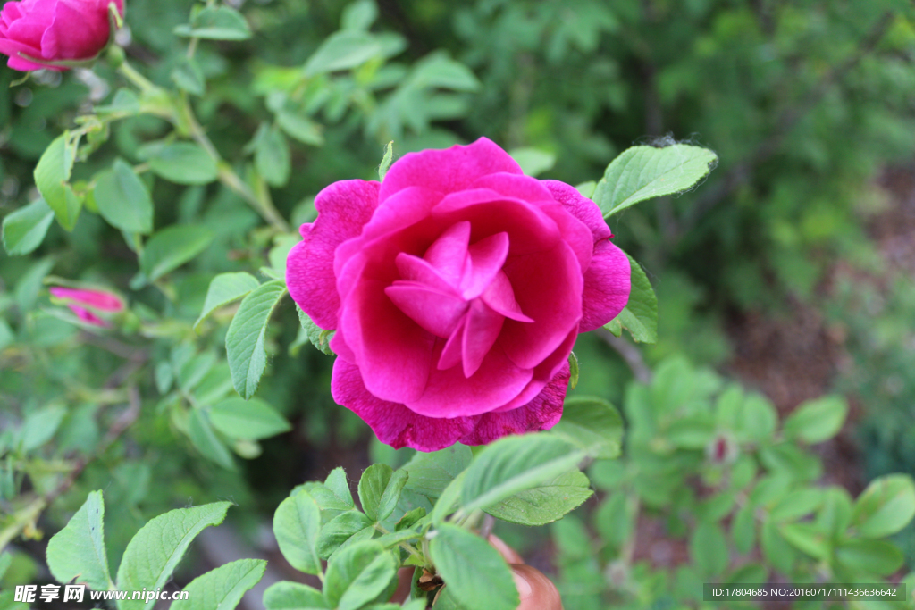 月季花