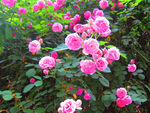 月季花