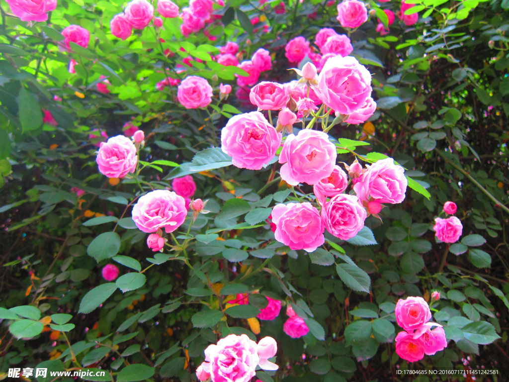 月季花