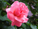 月季花