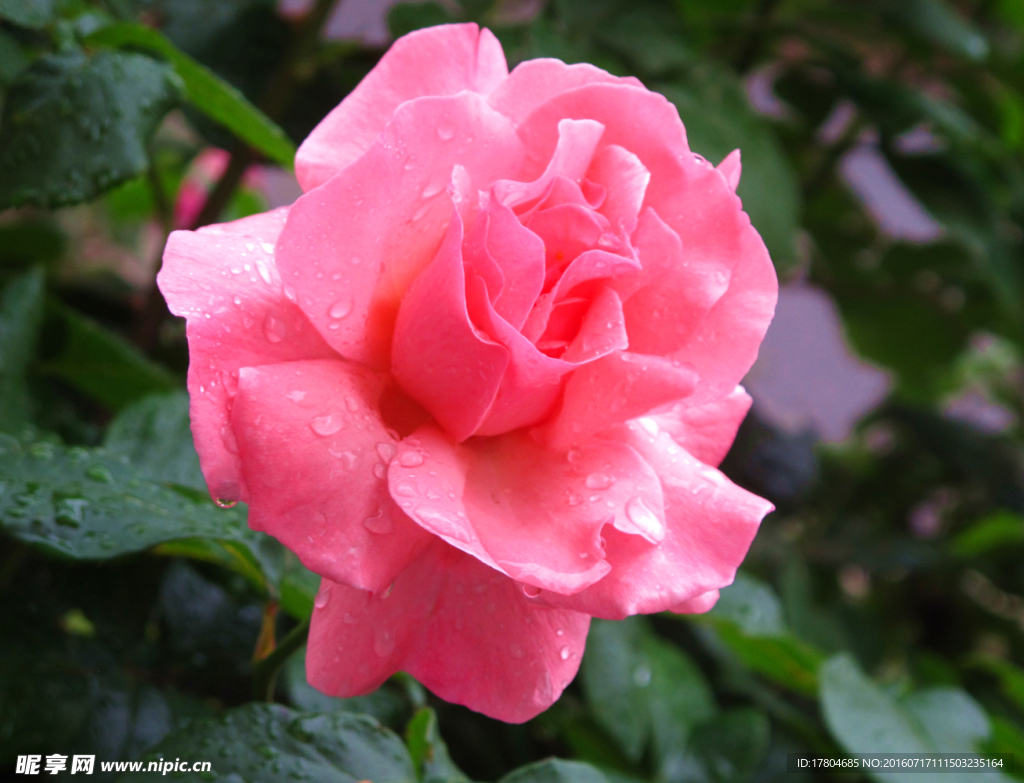 月季花