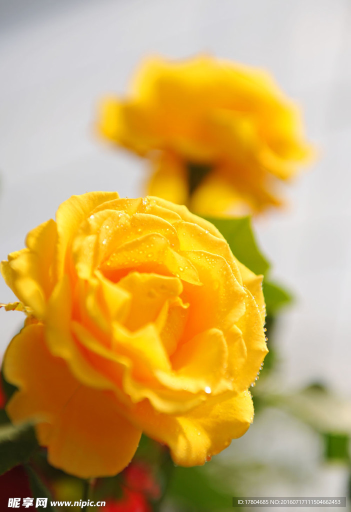 月季花
