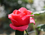 月季花