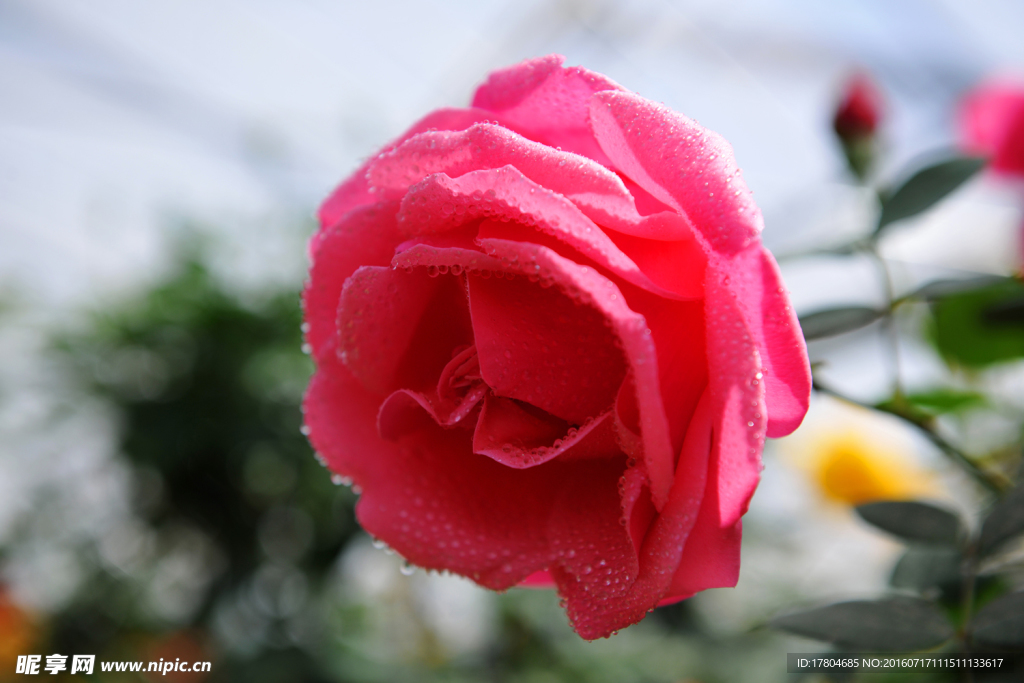 月季花
