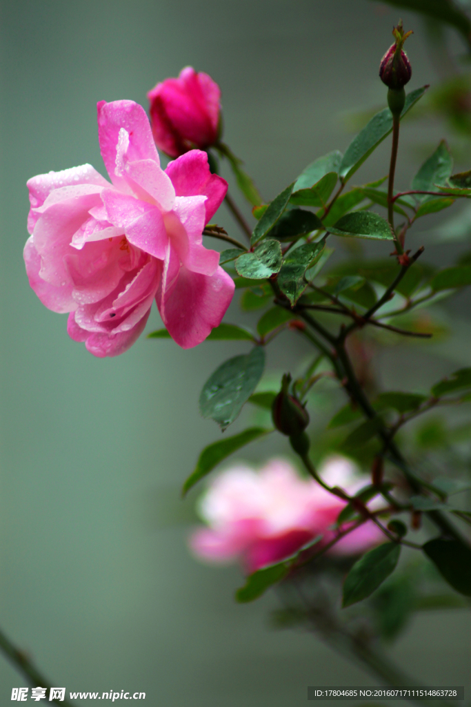 月季花