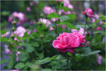 月季花