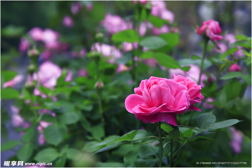 月季花