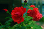 月季花