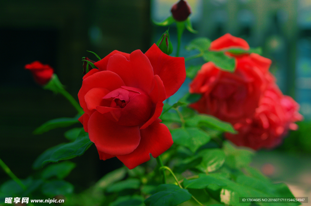 月季花