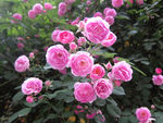 月季花