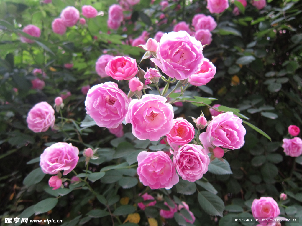 月季花