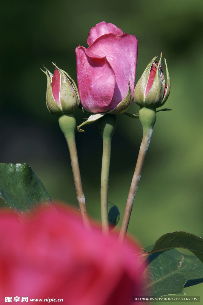 月季花