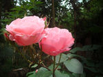 月季花