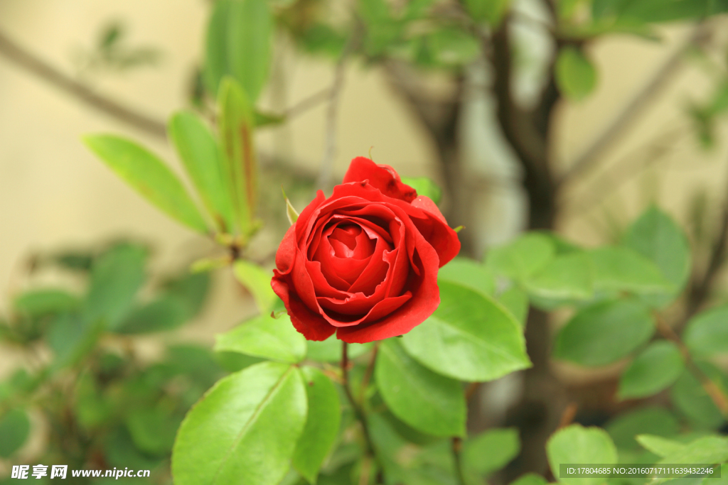 月季花