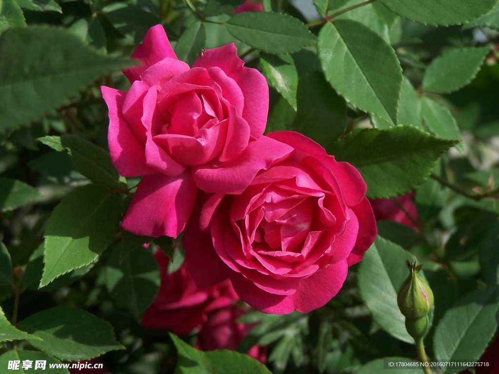 月季花
