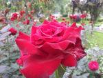月季花