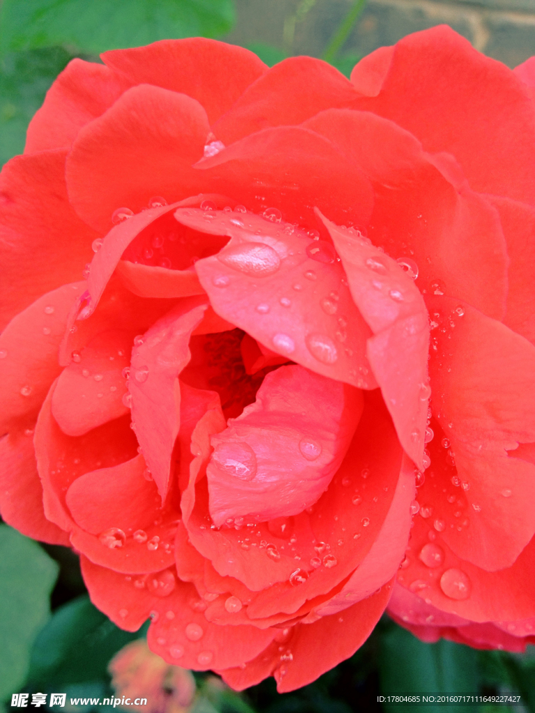 月季花