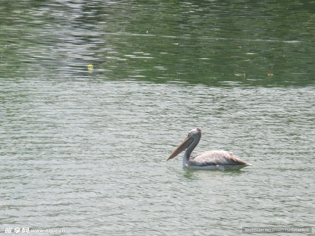 湖中禽